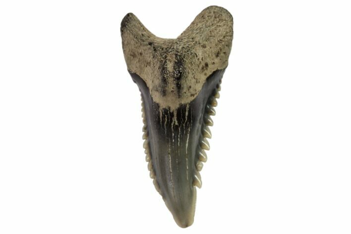 Hemipristis Shark Tooth Fossil - Virginia #102189